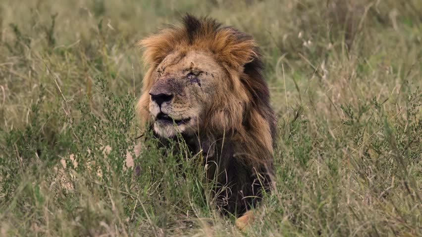 Lions hunting in Africa on Safari