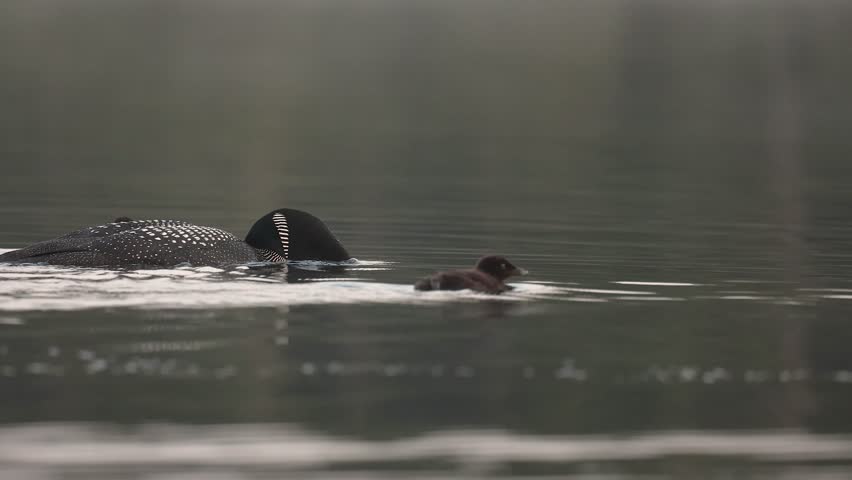 Common loon nesting in Maine