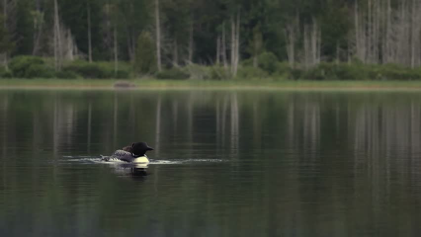 Common loon nesting in Maine