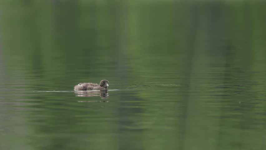 Common loon nesting in Maine