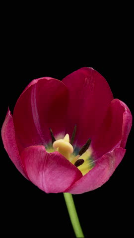 Timelapse of pink tulip flower blooming on black background