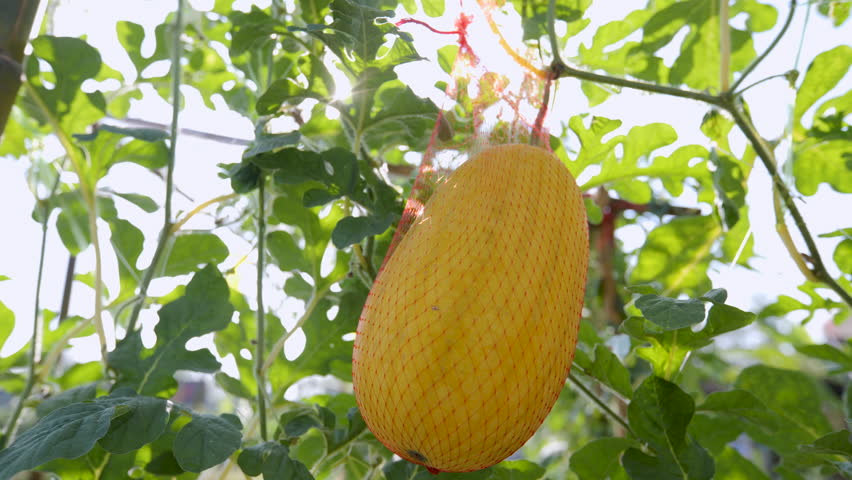 Thai melon tree,cantaloupe grown on a bamboo panel.
