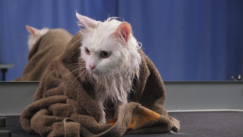 Close-up of a wet cat wrapped in a towel on a table in a grooming salon. The grooming master bought the cat with a special shampoo. Pet hair care.
