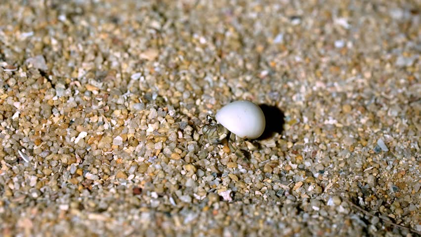 A small hermit crab moves across the warm sand of a sunny beach, showcasing its shell and searching for food among the grains. The vibrant environment highlights its natural habitat.