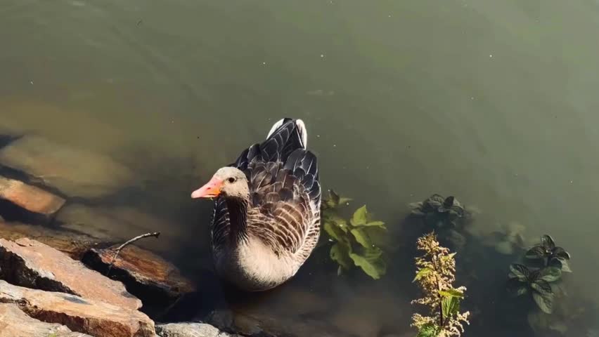A peaceful scene of a goose resting, with its head tucked into its feathers, perched on a soft patch of grass. 