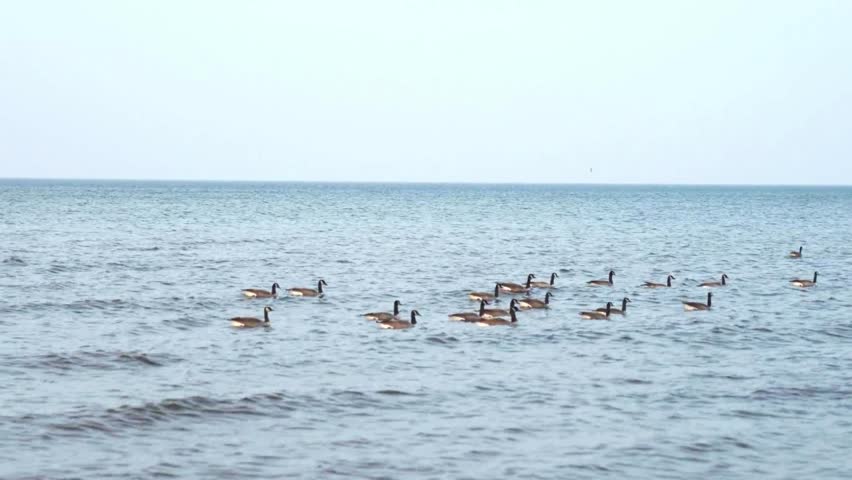 A peaceful scene of geese gliding gracefully over a calm, tranquil ocean, their wings gently cutting through the still air. 