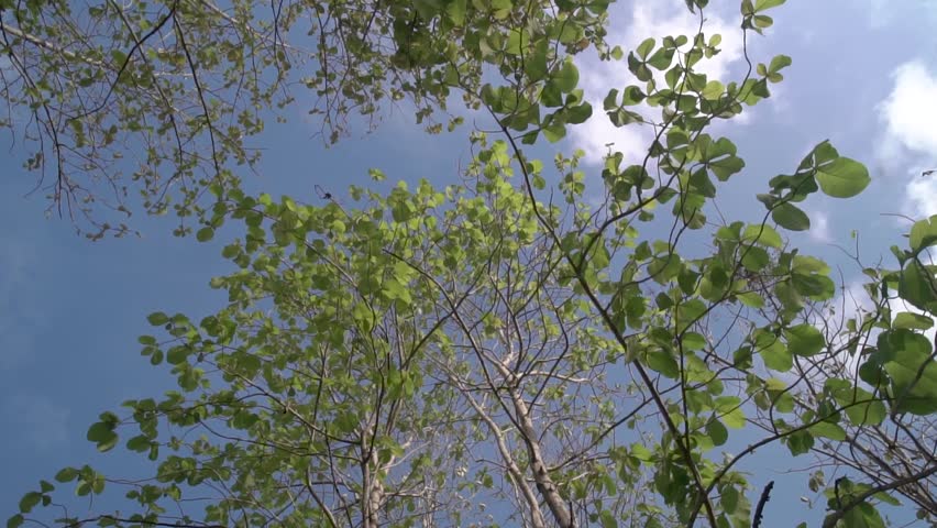 Teak is a type of tree that produces high-quality wood. Large trees, with straight trunks, can grow to a height of 50-70 m. Large leaves, which fall in the dry season