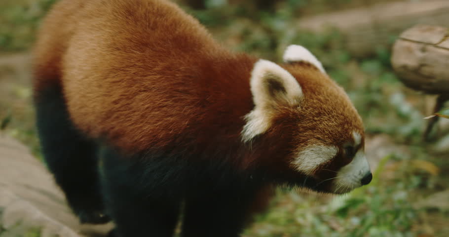 Red Panda Eating Bamboo. Ailurus Fulgens Or Lesser Panda Is Small Mammal Native To The Eastern Himalayas And Southwestern China. Red Pandas Are Also Symbol Of Goodness And Good Fortune In Chinese