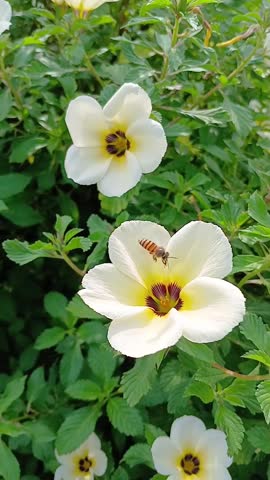 bees looking for honey in flowers