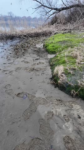 Shoe prints in the sand. Footprints on the ground. Paw prints in the sand. Vertical video.