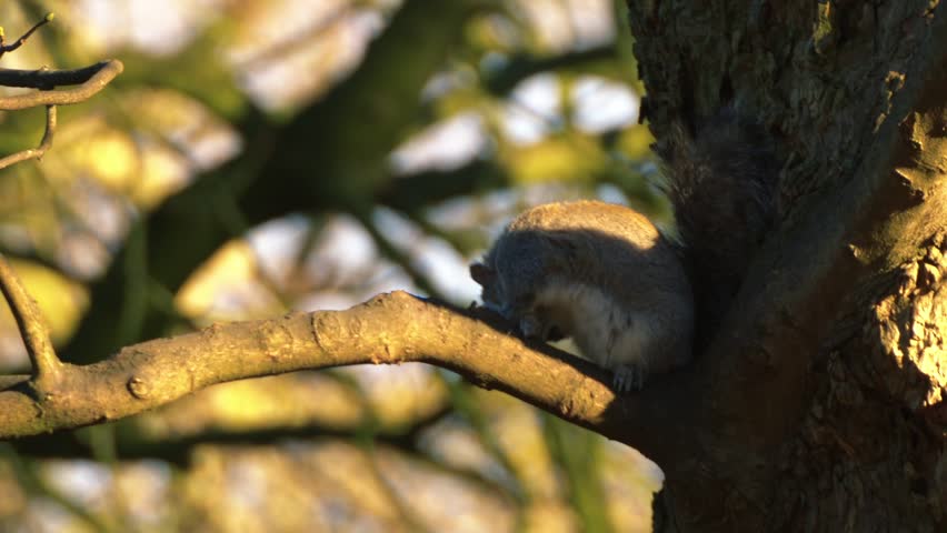Grey squirrel in eating in winter tree branch medium zoom shot selective focus
