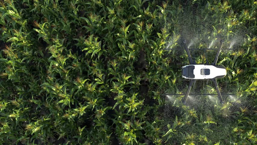 Drone spraying fertilizer on lush green vegetable plants, Advanced agriculture technology, Smart farm automation.