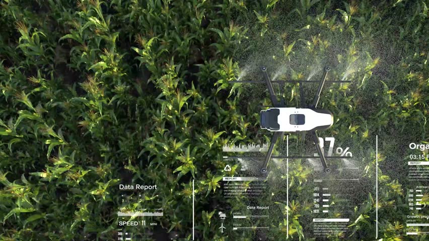 Drone spraying fertilizer on lush green vegetable plants, Advanced agriculture technology, Smart farm automation.