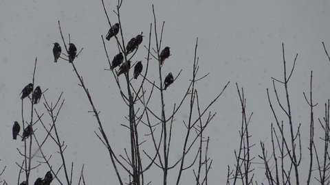 Birds sitting in tops of trees during heavy snowfall.