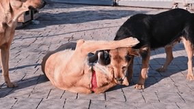 Dog in animal shelter. Dogs playing in the shelter. Two mixed breed dogs playing on a sunny day.  - Powered by Shutterstock - Get 15% off with code: PIKWIZARD15