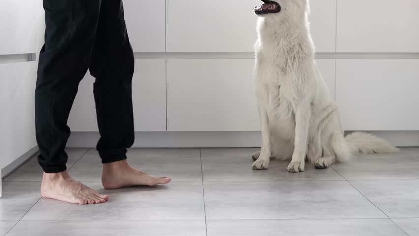 White Swiss Shepherd dog eating dry food from a metal bowl in a modern white kitchen. Food delivery for happy domestic animals, little best friends. Pet shop. Animal feed. Correct nutrition for dogs