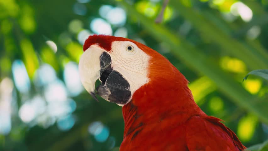 Red parrot. Pair of Macaws. Ara Macao. Tropical parrot. Tropical bird. Wild nature. A tropical forest. A beautiful parrot on a green tree in its natural habitat.