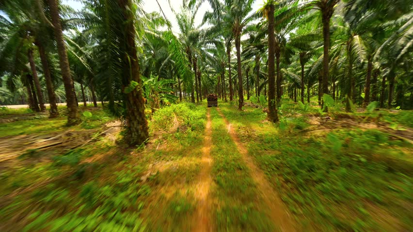 FPV drone shot of car loaded with palm fruits driving through palm oil plantation in Thailand