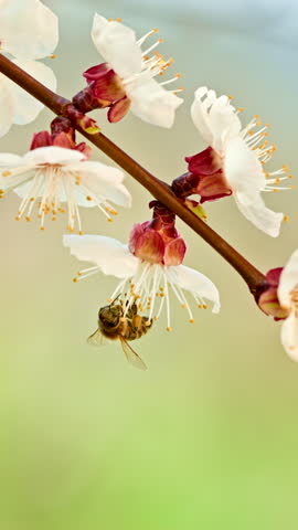Slow motion close up of a honey bee, Apis mellifera carnica, pollinating apricot tree blooms. Vertical slow motion of a honey bee collecting nectar.