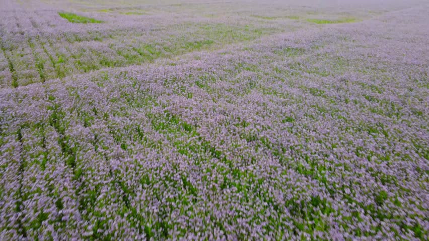 The field with purple flowers. Drone is flying over the field with purple flowers fast. Provence vibes. 