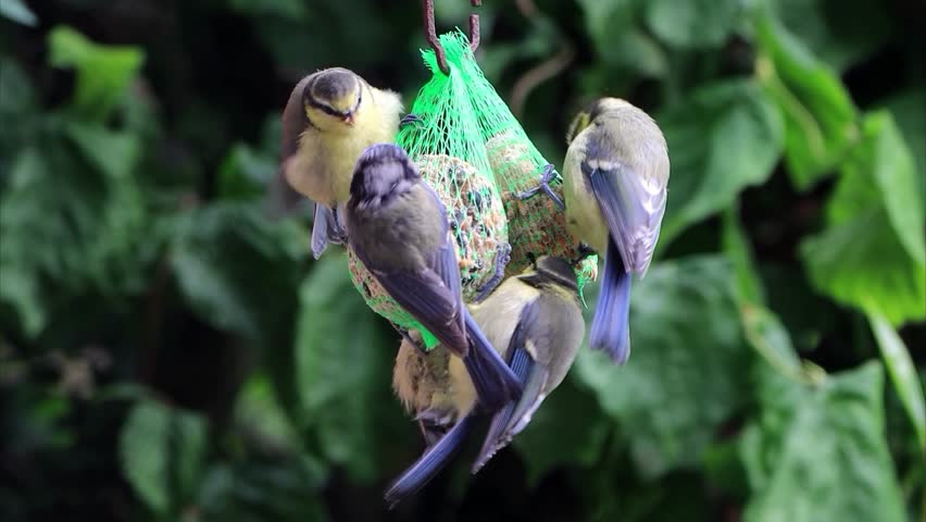 songbirds blue tit and great tit on fat ball
