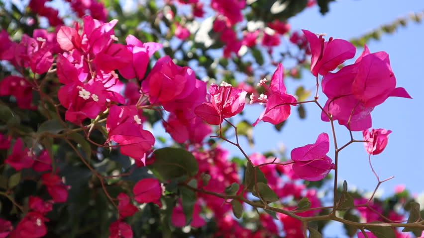 A bush with pink flowers flutters in the wind