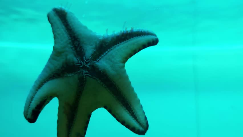 Protoreaster nodosus - horned starfish or chocolate star in an aquarium in blue water. This type of star is common in the Indo-Pacific region, oceanarium