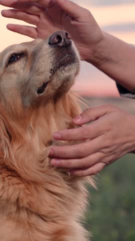 Dog get caress from owner. Man stroking red dog, sunset during hike. Owner strokes dog spaniel with hand, outdoors. Closeup dog sitting next its owner. Concept human animal friendship. Owner loves pet