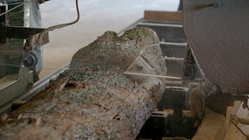 At the sawmill, a saw cuts brown wood. Tree bark and old rusty saw. Close-up. Work at the sawmill. Dust flies from wood and wood chips.