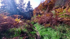 4K Autumn Mountains and Forests in the Belagua Valley, Navarra - Trails Filled with Golden Leaves, Lush Vegetation and Breathtaking Views in a High Resolution Natural Landscape
 - Powered by Shutterstock - Get 15% off with code: PIKWIZARD15