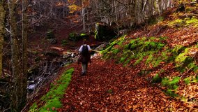 4K Young Woman Walking in an Autumn Forest in the Belagua Valley, Navarra, Surrounded by Orange and Golden Leaves - Breathtaking Nature with Lush Trees and Dreamy Trails in High Resolution - Powered by Shutterstock - Get 15% off with code: PIKWIZARD15