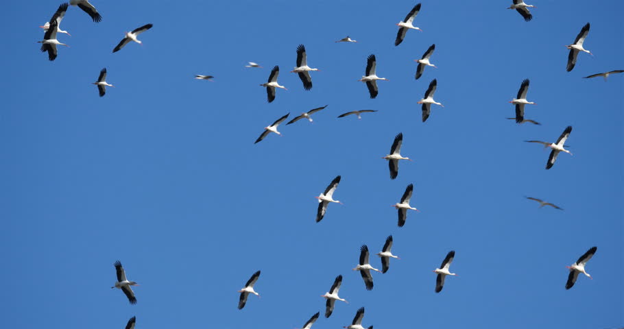 Flock of storks against the blue Camargue sky, Southern France