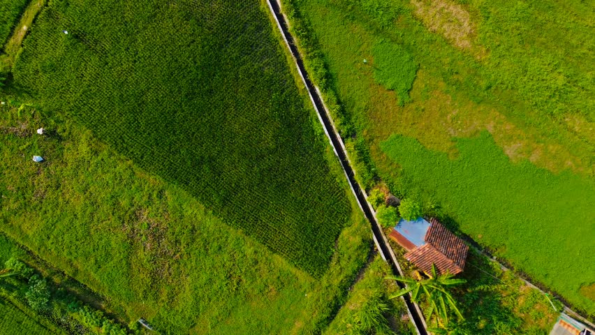 Morning view of rice fields from drone.