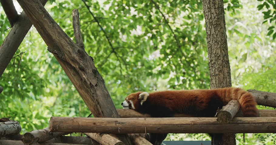 Adult Red Panda Sleep. Cute Red Panda Face. Ailurus Fulgens Or Lesser Panda Is Small Mammal Native To The Eastern Himalayas And Southwestern China. Red Pandas Are Also Symbol Of Goodness And Good