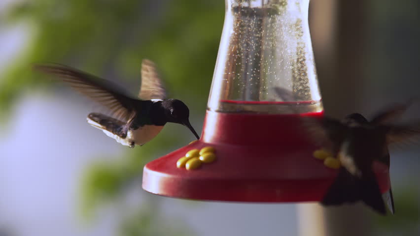 Hummingbirds hover over a nectar feeder and drink, eat sugar water syrup in Trinidad and Tobago. Bird feeding. Tropical bird.