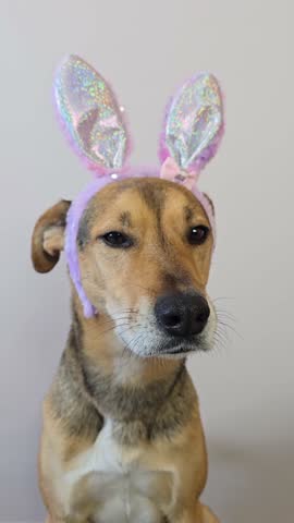 cute dog dressed as Easter bunny, mongrel Dog with rabbit costume looking at the camera and following with his eyes