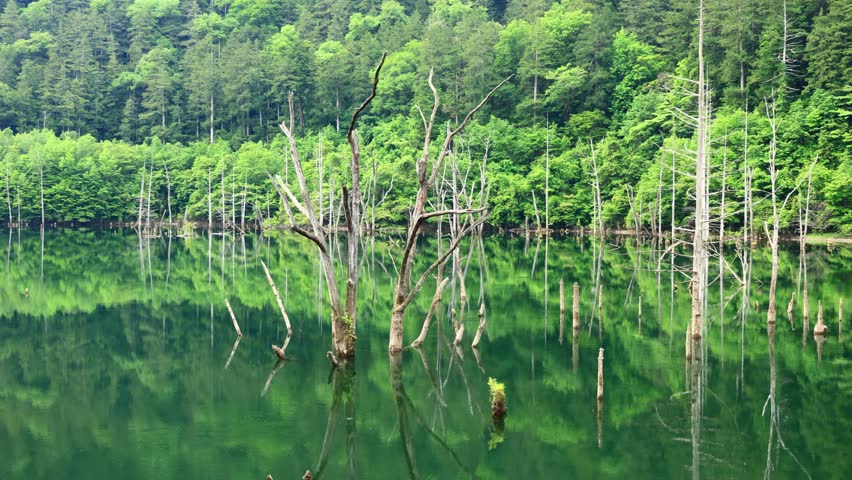 lake in the  green forest