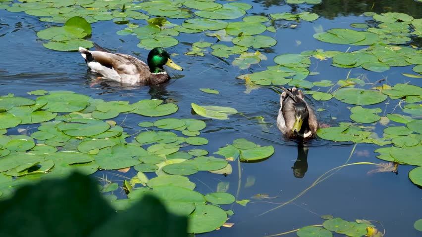 Ducks and ducklings swimming through a secluded lily pad pond in lush greenery