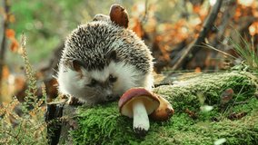 funny hedgehog with a mushroom on his back stands on a stump in an autumn mushroom forest. Mushroom season. Beautiful forest background with a hedgehog. 4k footage - Powered by Shutterstock - Get 15% off with code: PIKWIZARD15