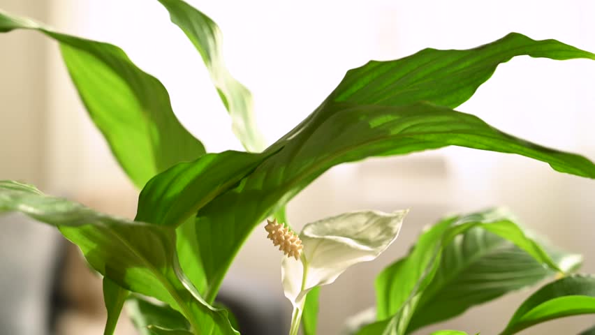 Spathiphyllum peace lily indoor plants sunset beautiful light