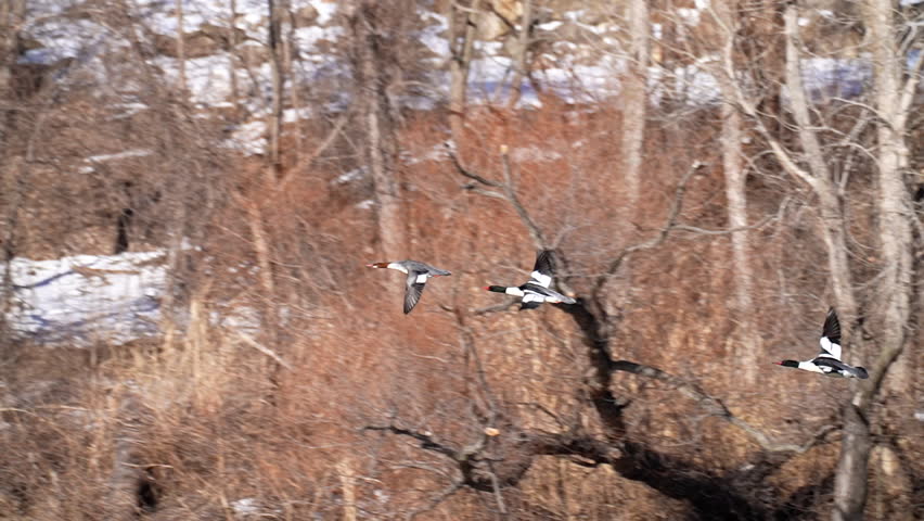 three ducks flying over lake