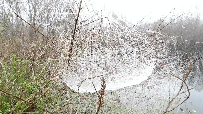 Amazingly intricate huge unique spider web with many water droplets beautiful and so amazing spider web dome