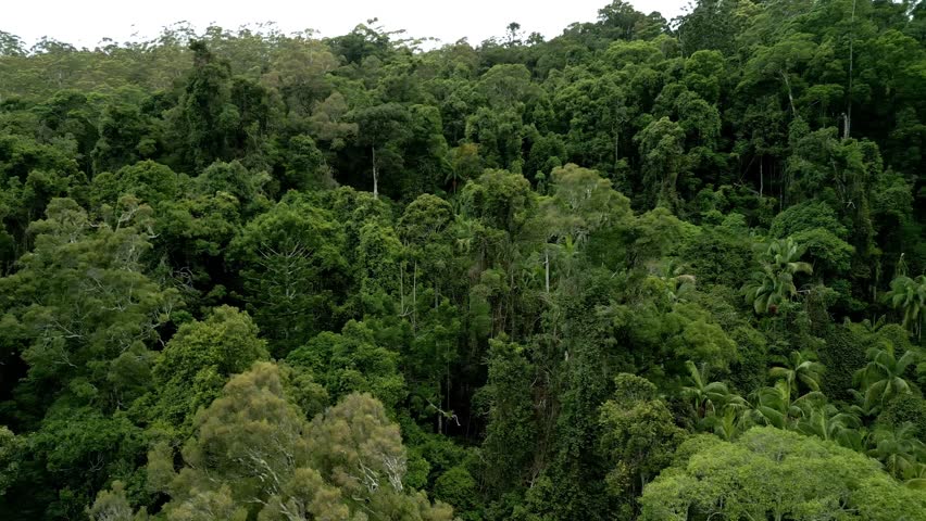 Drone footage capturing the vast rolling hills of the Gold Coast Hinterland, covered in dense rainforest with layers of greenery extending into the horizon.