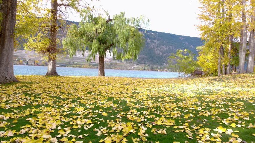 POV - Fall Season Nature Walk in the Park Along Beach. Autumn Leaves on Lake Shore. Kaloya Park, Okanagan, British Columbia, Lake. Quiet Tranquil Nature Scene. Peaceful Calming Serene Outdoors.