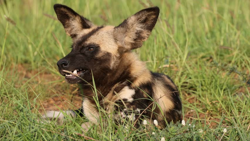 African wild dog or painted hunting dog (Lycaon pictus) resting in natural habitat, Madikwe game reserve, South Africa