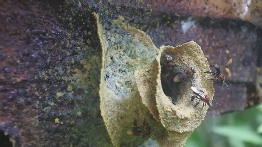 Meliponini hive entrance situation, stingless bee colony, biggest Meliponini. 