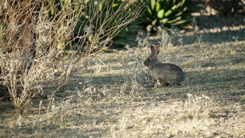Small Cottontail Rabbit Grazing Peacefully in Southwest Desert Landscape, Hopping Behind Tree After Eating