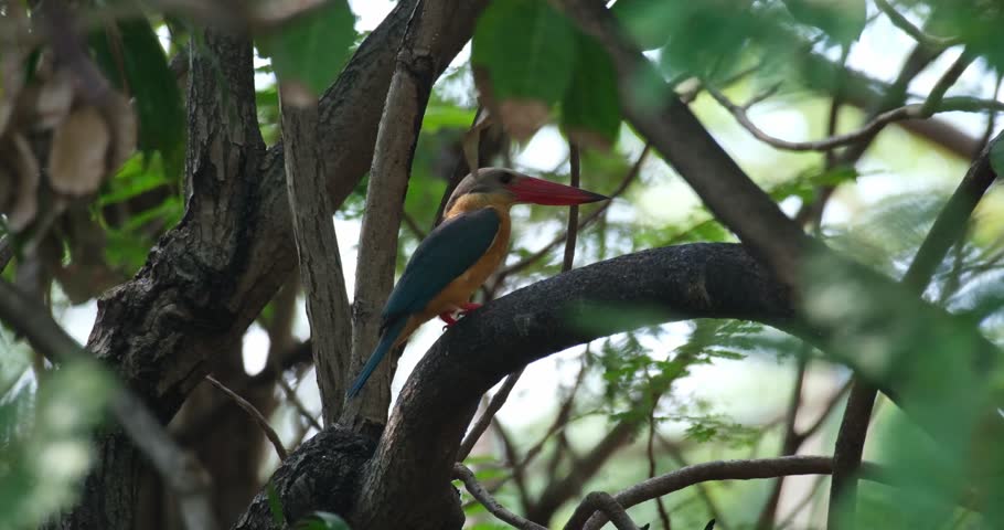 A Stork-billed Kingfisher Pelargopsis capensis is perched on a branch and hidden behind some leaves.