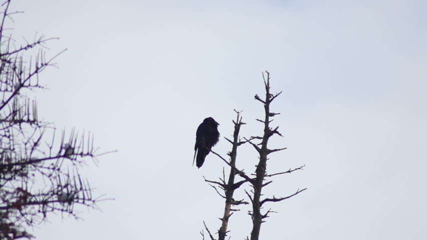 Crows Trees Stock Footage Video (100% Royalty-free) 3715088 | Shutterstock