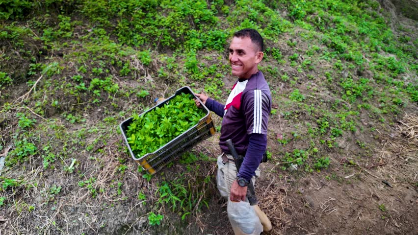 A male worker carrying freshly harvested greens along a dirt path in the rural agricultural landscape of Colonia Tovar, Venezuela.